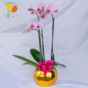 Phalaenopsis en pecera premium